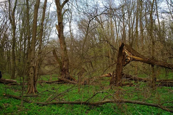 Schöne Landschaft Des Frühlingswaldes — Stockfoto