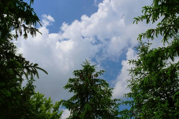 Foresta Verde Con Cielo Nuvoloso — Foto Stock