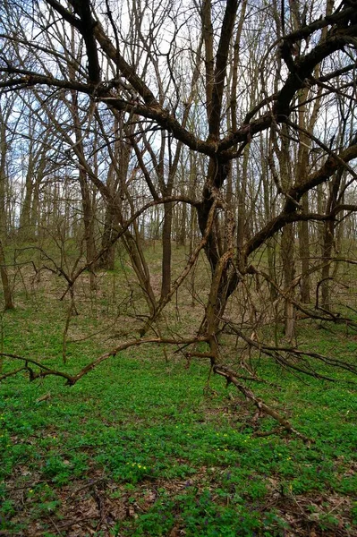 Schöne Landschaft Des Frühlingswaldes — Stockfoto