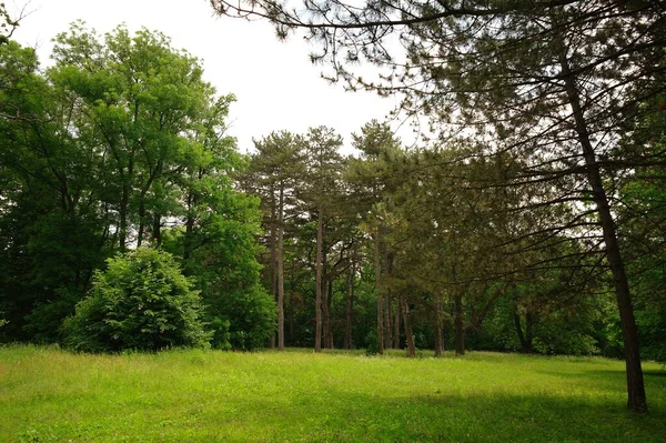 Schöne Landschaft Des Frühlingswaldes — Stockfoto