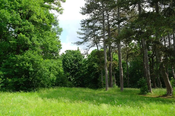 Grön Skog Sommaren — Stockfoto