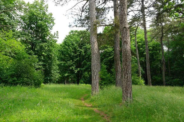 Schöne Landschaft Mit Grünen Wiesen Und Bäumen — Stockfoto