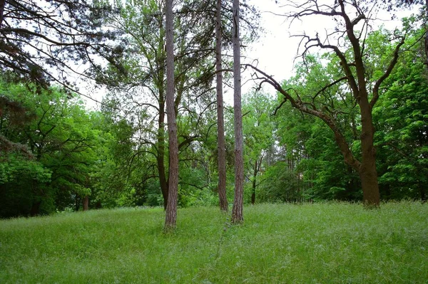 Árboles Verdes Bosque — Foto de Stock