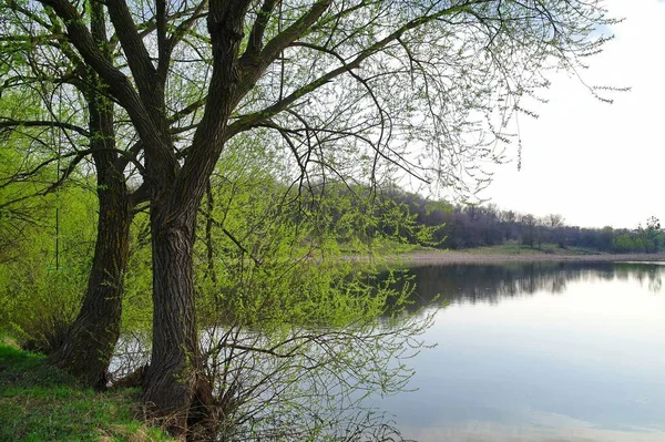 Schöner Blick Auf Den See Frühlingspark — Stockfoto