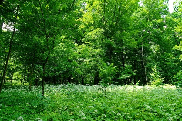 Grüner Wald Sommer — Stockfoto