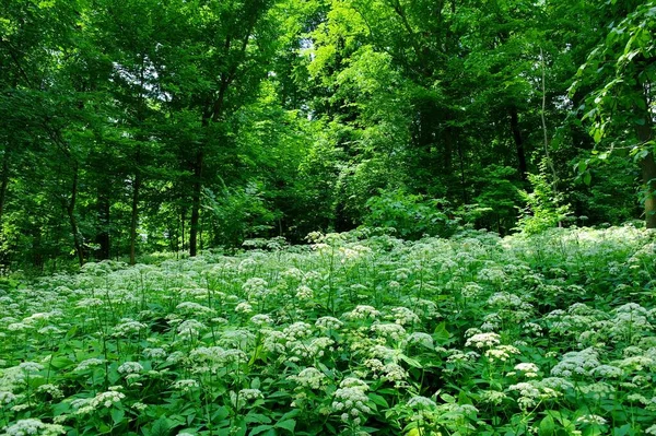 Schöne Weiße Wildblumen Frühlingswald — Stockfoto