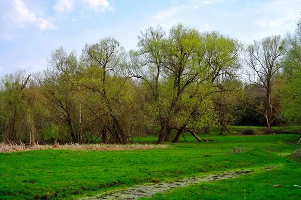 Piękny Krajobraz Drzewem Małą Rzeką — Zdjęcie stockowe