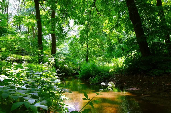 Malebná Krajina Řekou Bujnou Zelenou Vegetací — Stock fotografie