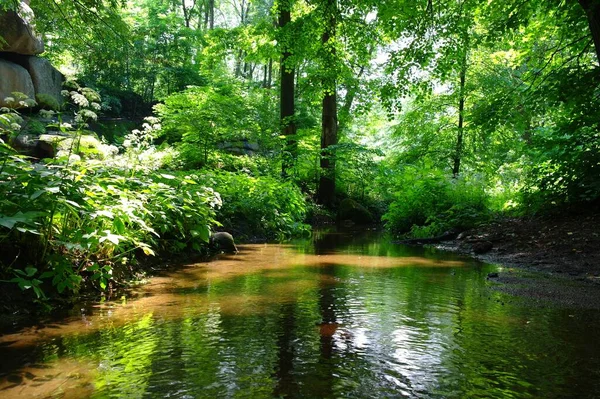 Pittoreska Landskap Med Flod Och Frodig Grön Vegetation — Stockfoto