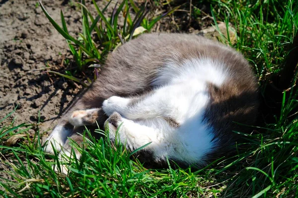 草の中の猫 — ストック写真