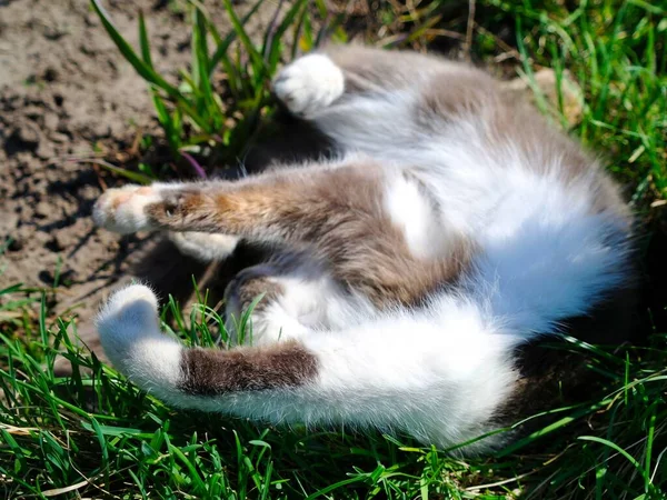 可爱的小猫在草地上 — 图库照片