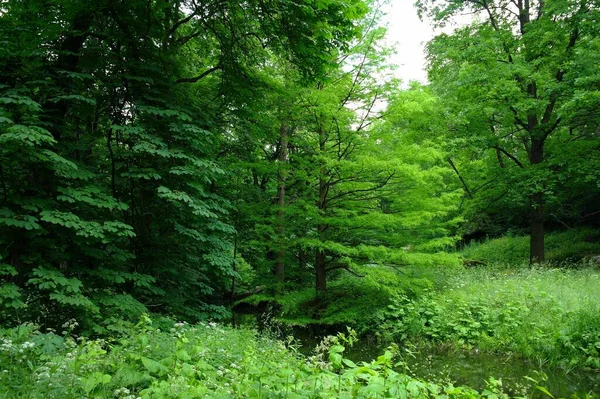 Grüner Wald Wald — Stockfoto