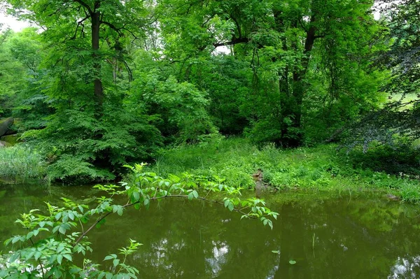 Malerische Landschaft Mit Fluss Und Üppiger Grüner Vegetation — Stockfoto