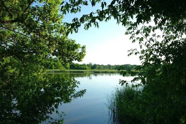 Güneşli bir günde yaz ormanındaki nehrin güzel manzarası