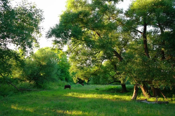 Зеленые Деревья Парке — стоковое фото