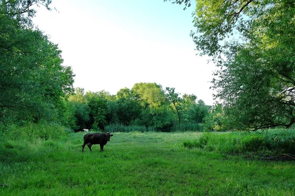 Vaches Pâturant Dans Prairie Verte — Photo