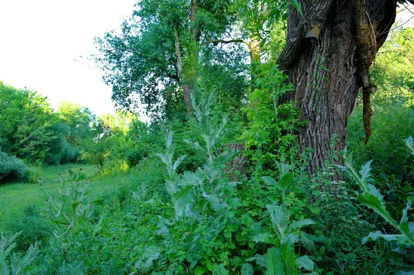 Green Forest Summer Day — Stock Photo, Image