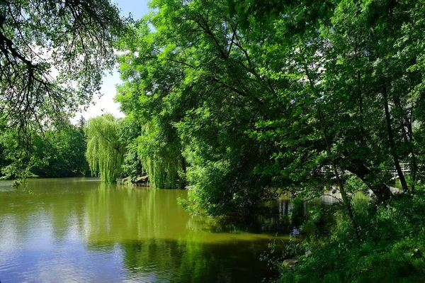 Beautiful View River Summer Forest Sunny Day — ストック写真