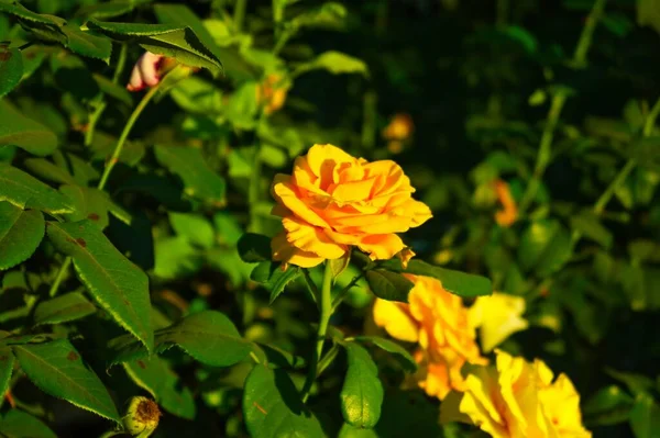 庭の美しい黄色のバラ — ストック写真