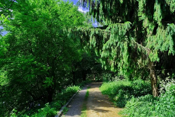 阳光明媚的夏日森林里的小路 — 图库照片