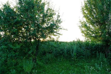 Yaz ormandaki yeşil ağaçlar