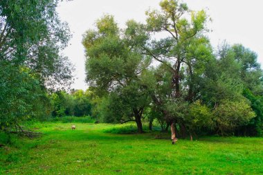 Parktaki yeşil ağaçlar