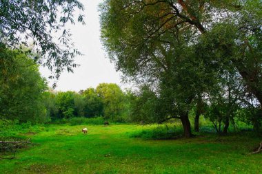 Ağacı ve yeşil otları olan güzel bir manzara.