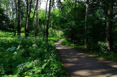 Yaz ormanlarında yol