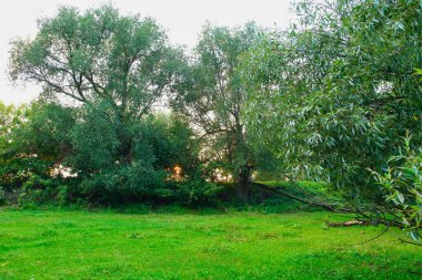 yeşil çimenler ve ağaçlar, bahar manzarası 