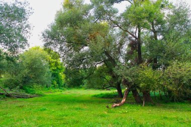 yeşil çimenler ve ağaçlar, bahar manzarası 