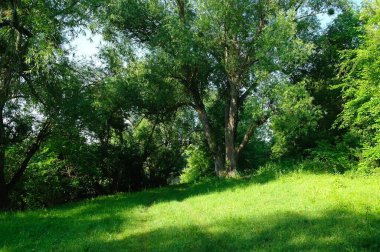 yeşil çimenler ve ağaçlar, bahar manzarası 