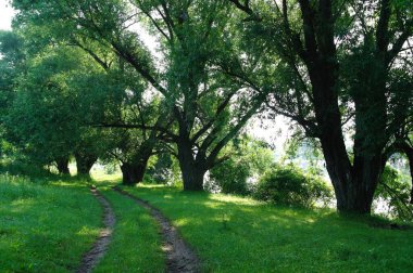 Yazın yeşil orman manzarası