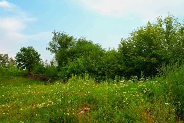 Ormanda yeşil çimenler