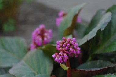 Bahçedeki güzel mor çiçek