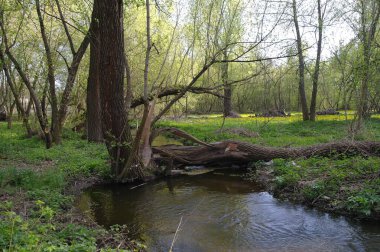 Bahar ormanında küçük bir nehir