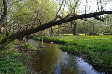 Bahar ormanında küçük bir nehir