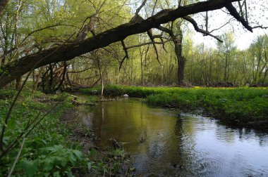 Bahar ormanında küçük bir nehir
