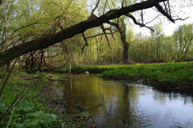 Bahar ormanında küçük bir nehir