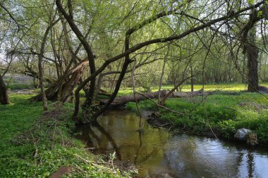 Bahar ormanında küçük bir nehir