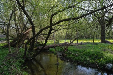 Bahar ormanında küçük bir nehir
