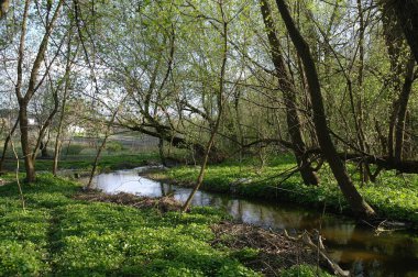 Bahar ormanında küçük bir nehir
