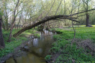 Bahar ormanında küçük bir nehir