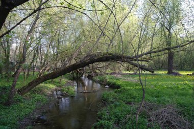 Bahar ormanında küçük bir nehir
