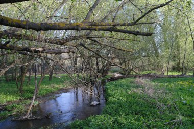 Bahar ormandaki nehir