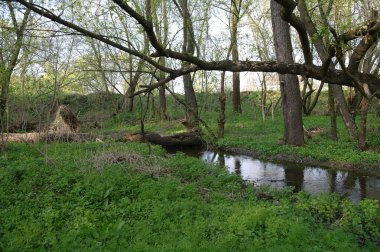 Bahar ormanında küçük bir nehir