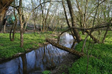 Bahar ormanında küçük bir nehir