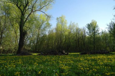 Bahar ağaçları ve sarı kır çiçekleri olan güzel bir manzara.