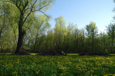 Bahar parkının güzel manzarası