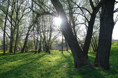 Bahar parkında güneş ışığı ve ağaçların güzel manzarası 