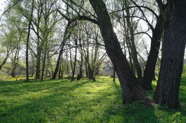 Bahar parkında güneş ışığı ve ağaçların güzel manzarası 